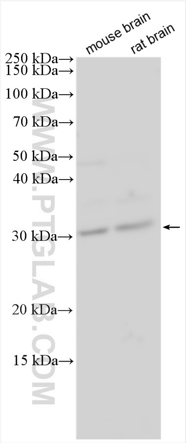 Western Blot (WB) analysis of various lysates using PAFAH1B3 Polyclonal antibody (20564-1-AP)