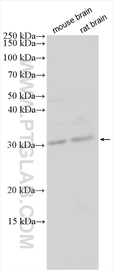 WB analysis using 20564-1-AP