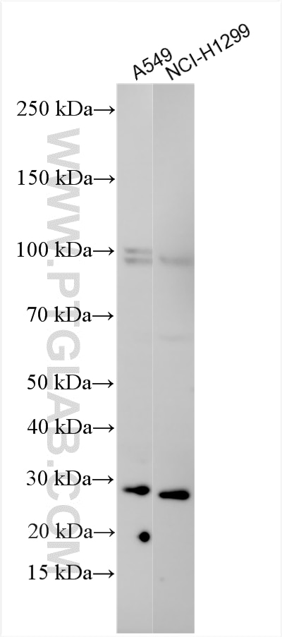 WB analysis using 20564-1-AP (same clone as 20564-1-PBS) Western Blot (WB) analysis of various lysates using PAFAH1B3 Polyclonal antibody (20564-1-AP)