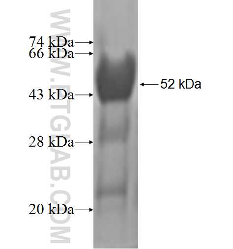 PAFAH1B3 fusion protein Ag0986 SDS-PAGE