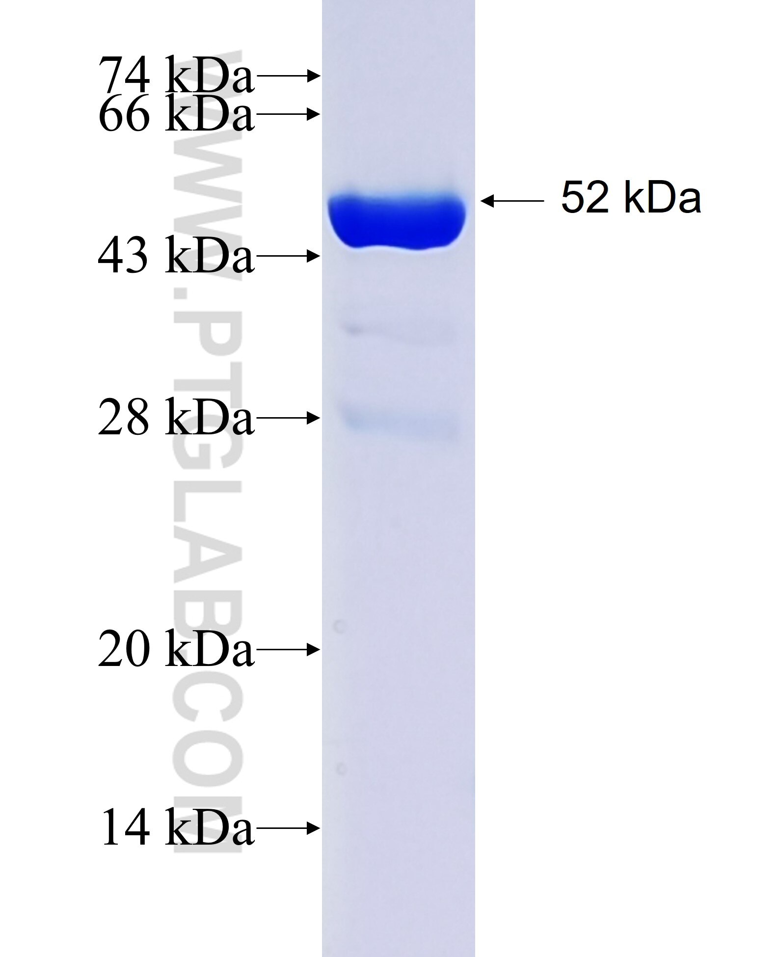 PAFAH1B3 fusion protein Ag0986 SDS-PAGE