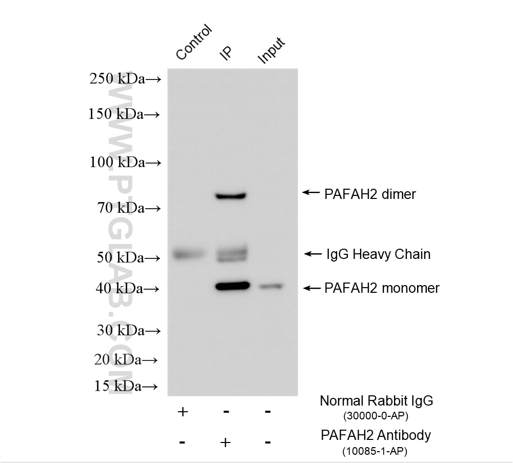 Immunoprecipitation (IP) experiment of mouse testis tissue using PAFAH2 Polyclonal antibody (10085-1-AP)