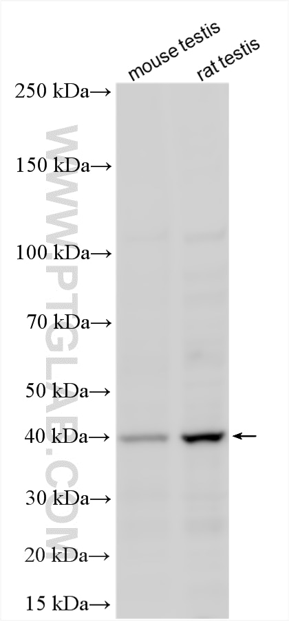 WB analysis using 10085-1-AP Western Blot (WB) analysis of various lysates using PAFAH2 Polyclonal antibody (10085-1-AP)