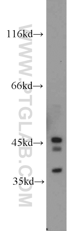 Western Blot (WB) analysis of mouse liver tissue using PAFAH2 Polyclonal antibody (10085-1-AP)