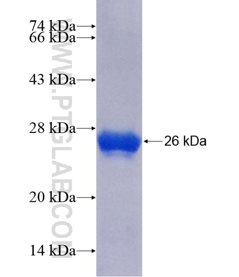 PAFAH2 fusion protein Ag21249 SDS-PAGE