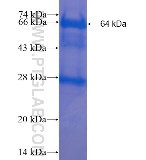 PAG1 fusion protein Ag13393 SDS-PAGE