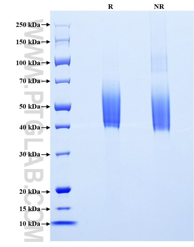 Purity of Recombinant Human PCSK9 was determined by SDS-PAGE. The protein was resolved in an SDS-PAGE in reducing (R) and non-reducing (NR) conditions and stained using Coomassie blue.