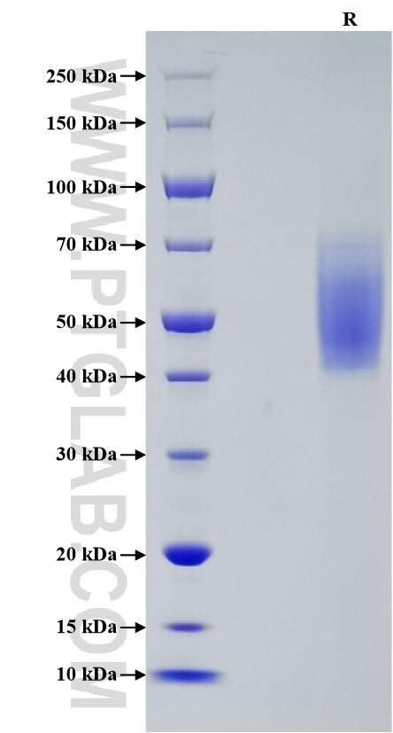 Purity of Recombinant Human ICOSLG was determined by SDS-PAGE. The protein was resolved in an SDS-PAGE in reducing (R) conditions and stained using Coomassie blue.