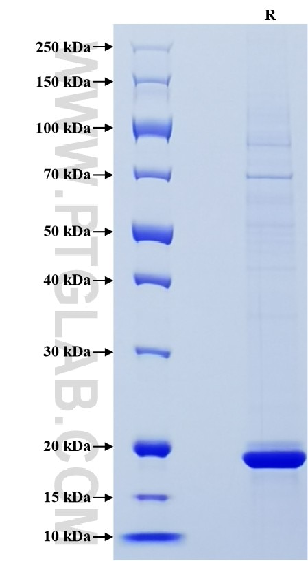 Purity of Recombinant Human TNFSF9 was determined by SDS-PAGE. The protein was resolved in an SDS-PAGE in reducing (R) conditions and stained using Coomassie blue.