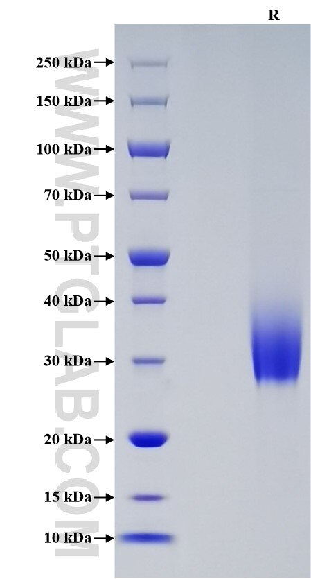 Purity of Recombinant Human HVEM was determined by SDS-PAGE. The protein was resolved in an SDS-PAGE in reducing (R) conditions and stained using Coomassie blue.