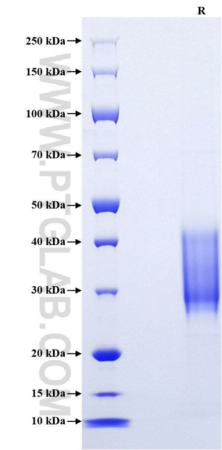 Purity of Recombinant Human TNFRSF9 was determined by SDS-PAGE. The protein was resolved in an SDS-PAGE in reducing (R) conditions and stained using Coomassie blue.