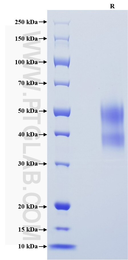 Purity of Recombinant Human C10orf54 was determined by SDS-PAGE. The protein was resolved in an SDS-PAGE in reducing (R) conditions and stained using Coomassie blue.