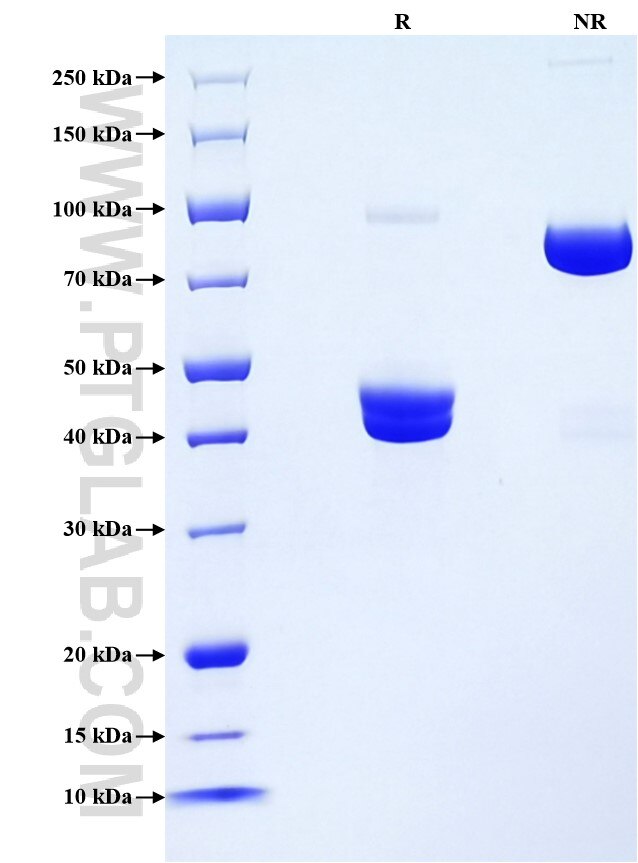 Purity of Recombinant Human TNFSF18 was determined by SDS-PAGE. The protein was resolved in an SDS-PAGE in reducing (R) and non-reducing (NR) conditions and stained using Coomassie blue. Purity of Recombinant Human TNFSF18 was determined by SDS-PAGE. The protein was resolved in an SDS-PAGE in reducing (R) and non-reducing (NR) conditions and stained using Coomassie blue.