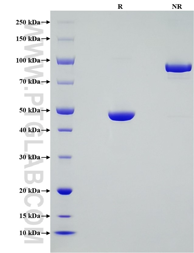 Purity of Recombinant Human 4-1BB Ligand was determined by SDS-PAGE. The protein was resolved in an SDS-PAGE in reducing (R) and non-reducing (NR) conditions and stained using Coomassie blue. Purity of Recombinant Human 4-1BB Ligand was determined by SDS-PAGE. The protein was resolved in an SDS-PAGE in reducing (R) and non-reducing (NR) conditions and stained using Coomassie blue.