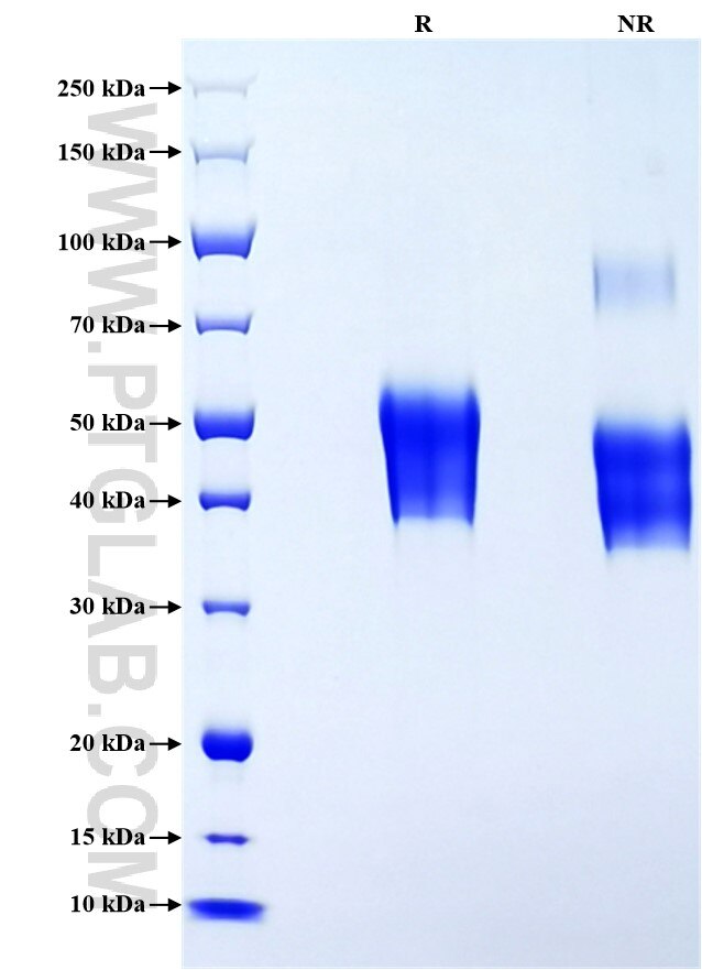 Purity of Recombinant Human CD38 was determined by SDS-PAGE. The protein was resolved in an SDS-PAGE in reducing (R) and non-reducing (NR) conditions and stained using Coomassie blue.