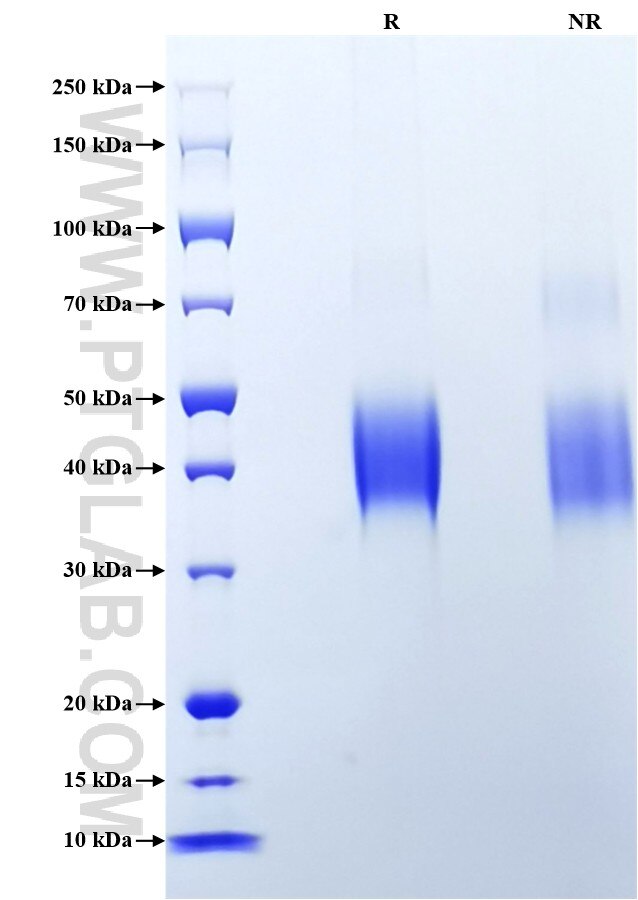 Purity of Recombinant Human LIF was determined by SDS-PAGE. The protein was resolved in an SDS-PAGE in reducing (R) and non-reducing (NR) conditions and stained using Coomassie blue.