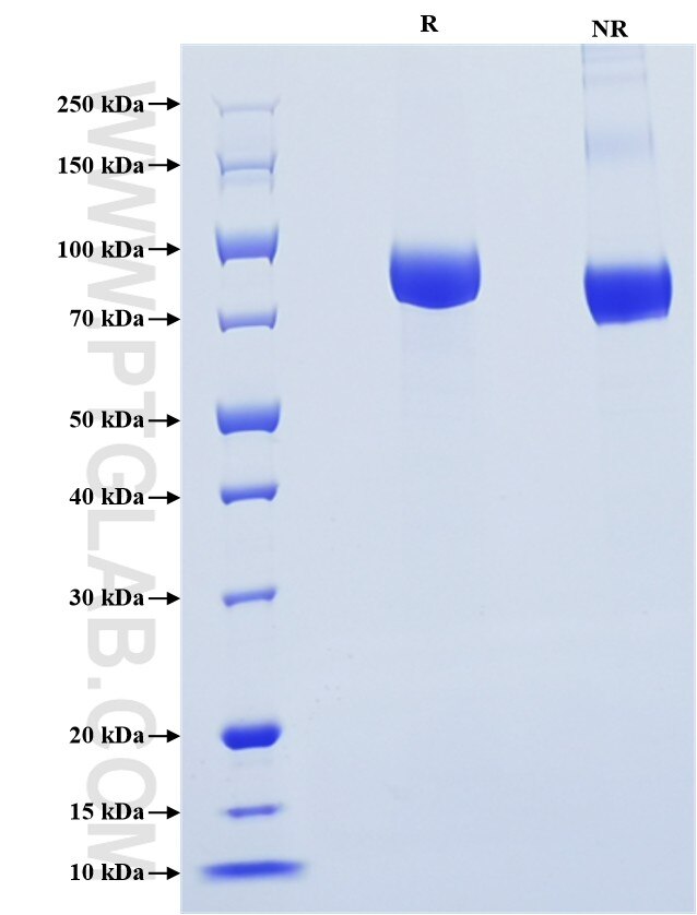 Purity of Recombinant Human TF was determined by SDS-PAGE. The protein was resolved in an SDS-PAGE in reducing (R) and non-reducing (NR) conditions and stained using Coomassie blue.