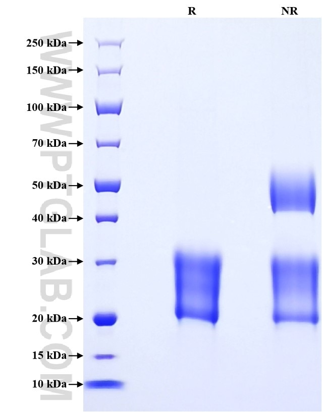 Purity of Recombinant Human CEACAM-3 was determined by SDS-PAGE. The protein was resolved in an SDS-PAGE in reducing (R) and non-reducing (NR) conditions and stained using Coomassie blue.