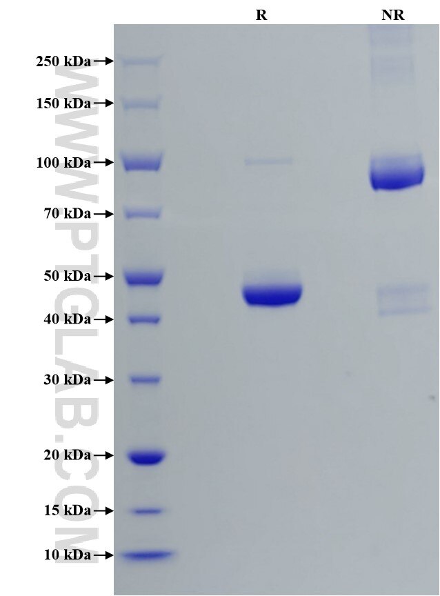 Purity of Recombinant Human BAFF was determined by SDS-PAGE. The protein was resolved in an SDS-PAGE in reducing (R) and non-reducing (NR) conditions and stained using Coomassie blue.