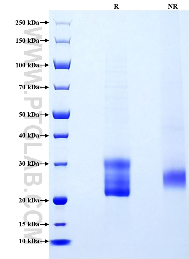 Purity of Recombinant Human VEGFD was determined by SDS-PAGE. The protein was resolved in an SDS-PAGE in reducing (R) and non-reducing (NR) conditions and stained using Coomassie blue.