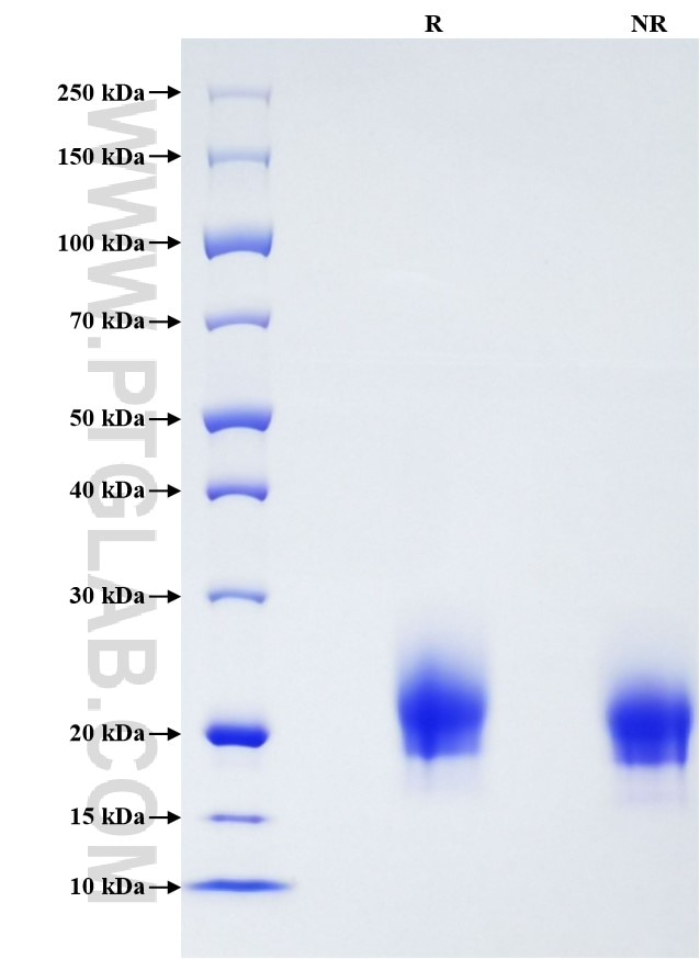Purity of Recombinant Human GM-CSF was determined by SDS-PAGE. The protein was resolved in an SDS-PAGE in reducing (R) and non-reducing (NR) conditions and stained using Coomassie blue.