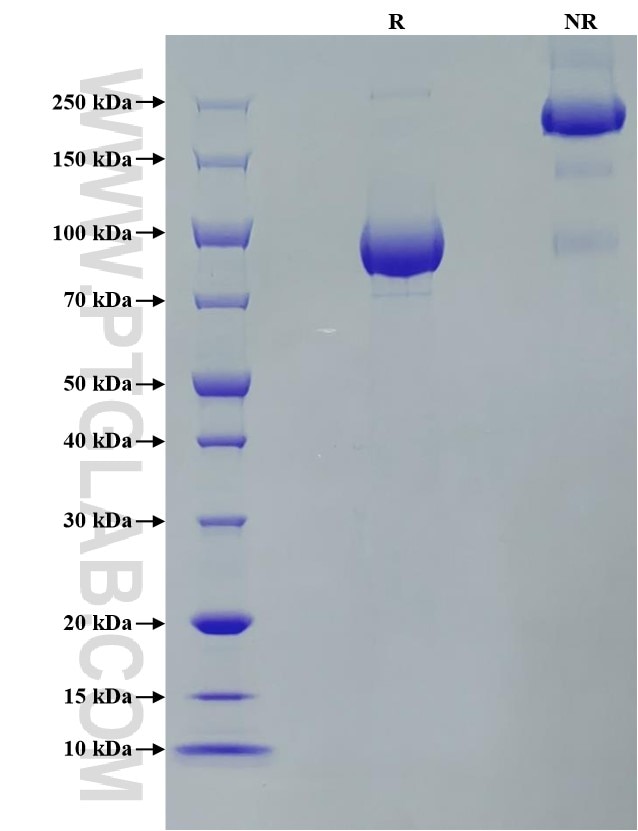 Purity of Recombinant Human FGFR3 (IIIb) was determined by SDS-PAGE. The protein was resolved in an SDS-PAGE in reducing (R) and non-reducing (NR) conditions and stained using Coomassie blue.