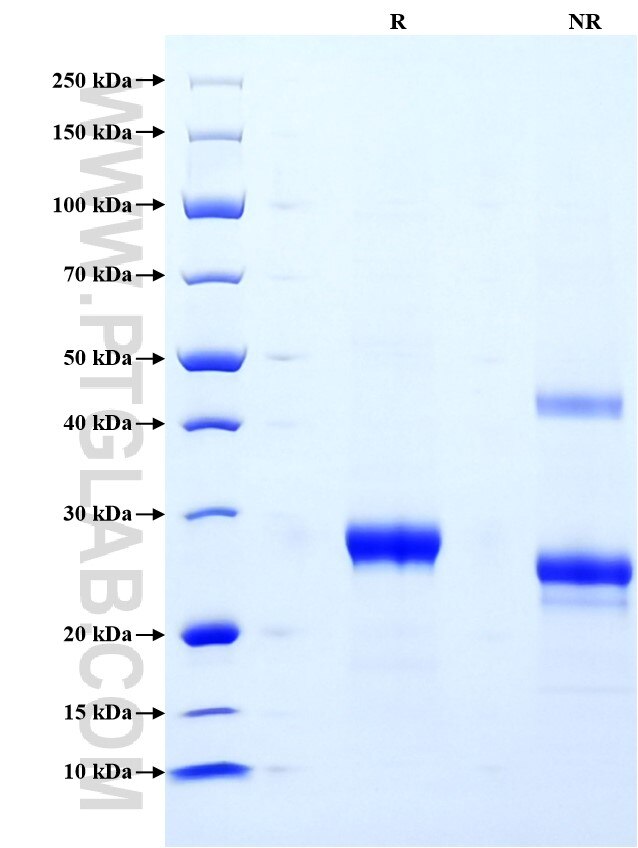 Purity of Recombinant Human COL18A1 was determined by SDS-PAGE. The protein was resolved in an SDS-PAGE in reducing (R) and non-reducing (NR) conditions and stained using Coomassie blue.