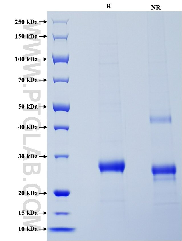 Purity of Recombinant Human COL18A1 was determined by SDS-PAGE. The protein was resolved in an SDS-PAGE in reducing (R) and non-reducing (NR) conditions and stained using Coomassie blue.
