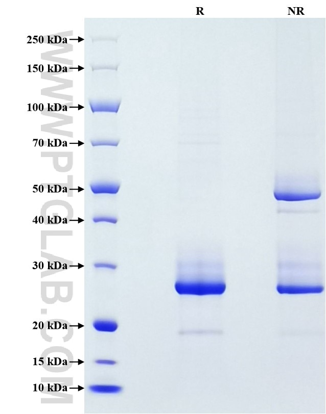 Purity of Recombinant Mouse FGF-21 was determined by SDS-PAGE. The protein was resolved in an SDS-PAGE in reducing (R) and non-reducing (NR) conditions and stained using Coomassie blue.