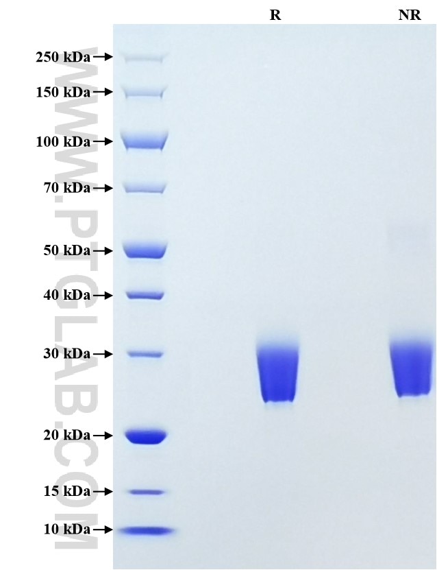 Purity of Mouse IL-1 alpha was determined by SDS-PAGE. The protein was resolved in an SDS-PAGE in reducing (R) and non-reducing (NR) conditions and stained using Coomassie blue.