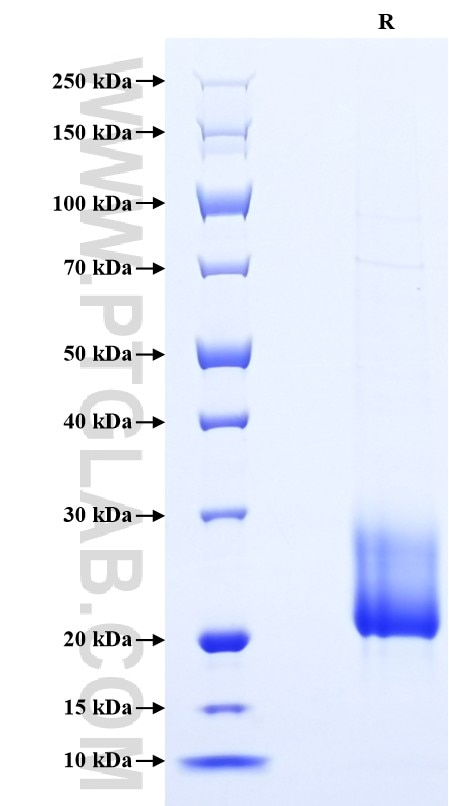 Purity of Recombinant Mouse VEGFD was determined by SDS-PAGE. The protein was resolved in an SDS-PAGE in reducing (R) conditions and stained using Coomassie blue.