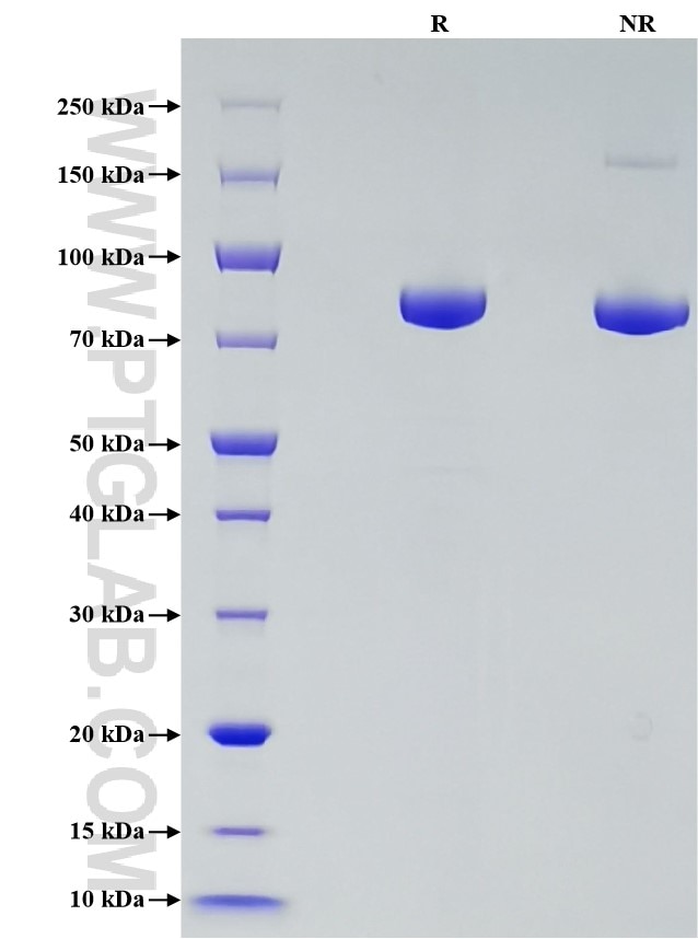 Purity of Recombinant Human Transferrin R was determined by SDS-PAGE. The protein was resolved in an SDS-PAGE in reducing (R) and non-reducing (NR) conditions and stained using Coomassie blue.