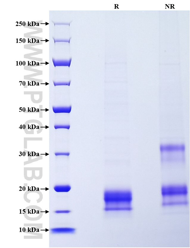 Purity of Recombinant Human CCL17 was determined by SDS-PAGE. The protein was resolved in an SDS-PAGE in reducing (R) and non-reducing (NR) conditions and stained using Coomassie blue.