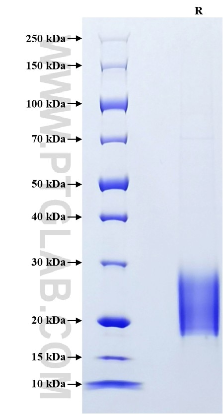 Purity of Recombinant Human IL-5 was determined by SDS-PAGE. The protein was resolved in an SDS-PAGE in reducing (R) conditions and stained using Coomassie blue.