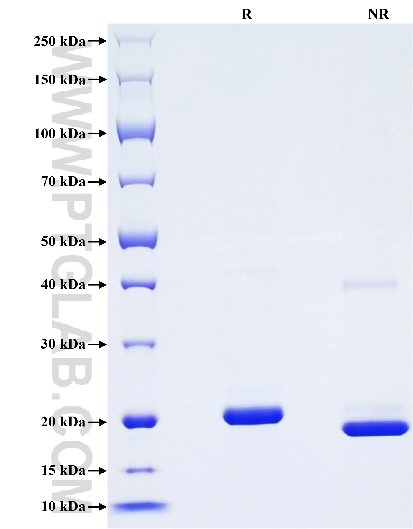 Purity of Recombinant Human Growth Hormone was determined by SDS-PAGE. The protein was resolved in an SDS-PAGE in reducing (R) and non-reducing (NR) conditions and stained using Coomassie blue.