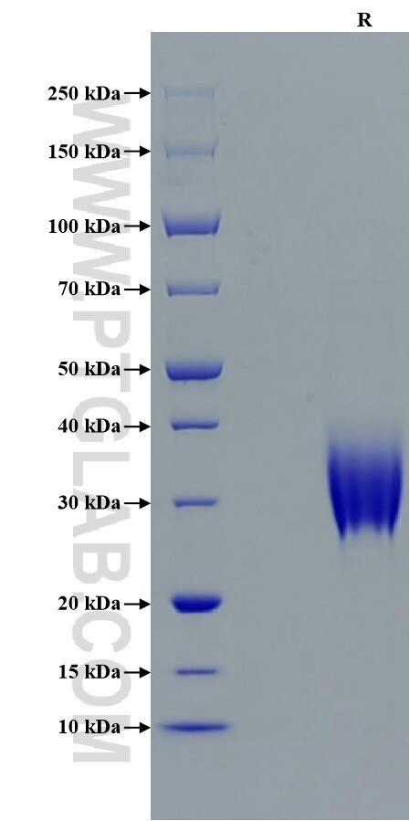 Purity of Recombinant Mouse IL-22 was determined by SDS-PAGE. The protein was resolved in an SDS-PAGE in reducing (R) conditions and stained using Coomassie blue.