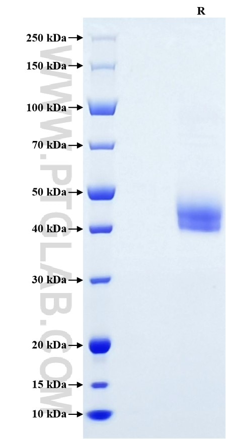 Purity of Recombinant Human IL-12/IL-23 p40 was determined by SDS-PAGE. The protein was resolved in an SDS-PAGE in reducing (R) conditions and stained using Coomassie blue..