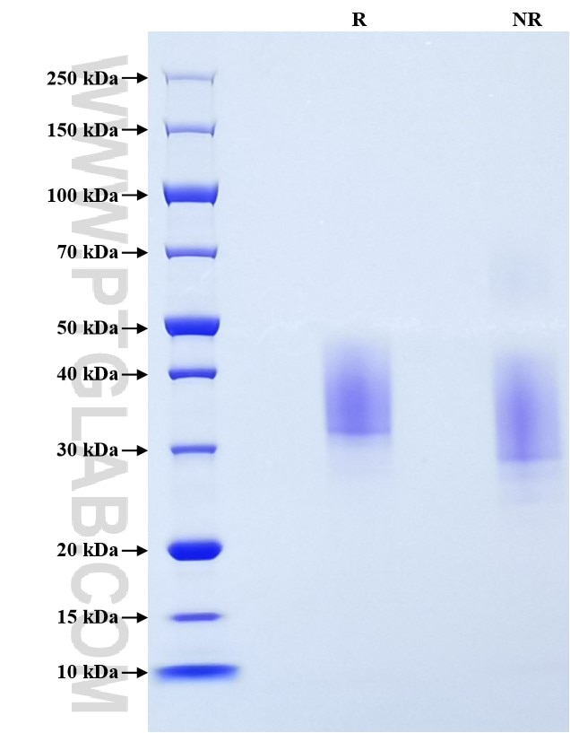 Purity of Recombinant Human CD147 was determined by SDS-PAGE. The protein was resolved in an SDS-PAGE in reducing (R) and non-reducing (NR) conditions and stained using Coomassie blue.