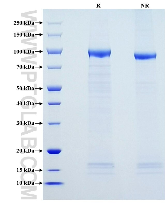 Purity of Recombinant Human MPO was determined by SDS-PAGE. The protein was resolved in an SDS-PAGE in reducing (R) and non-reducing (NR) conditions and stained using Coomassie blue.