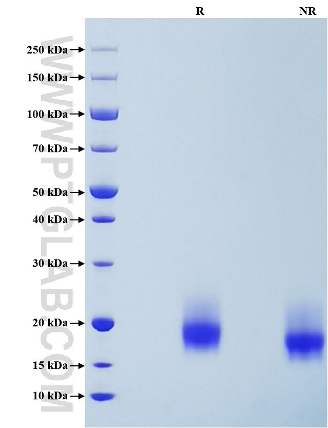 Purity of Recombinant Mouse GM-CSF was determined by SDS-PAGE. The protein was resolved in an SDS-PAGE in reducing (R) and non-reducing (NR) conditions and stained using Coomassie blue.