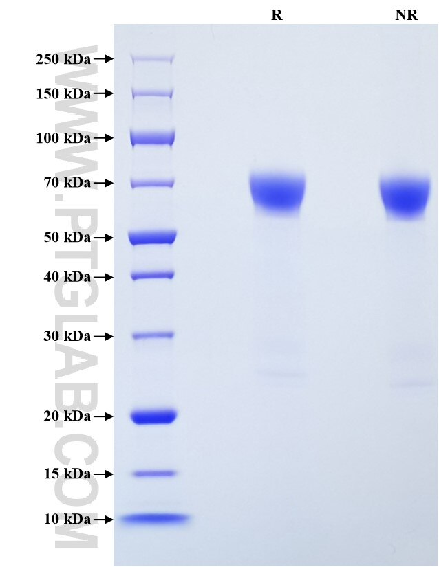 Purity of Recombinant Human ICAM-1 was determined by SDS-PAGE. The protein was resolved in an SDS-PAGE in reducing (R) and non-reducing (NR) conditions and stained using Coomassie blue.
