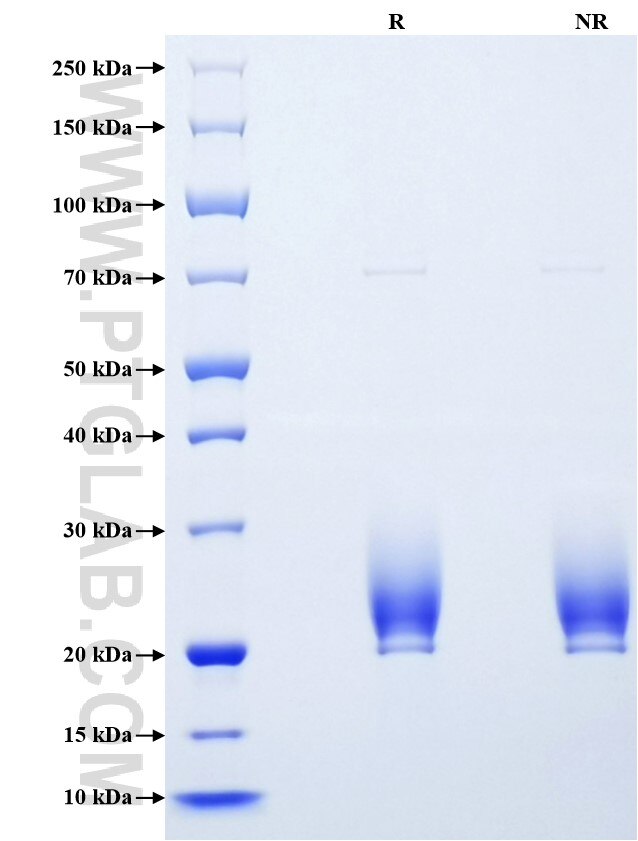 Purity of Recombinant Human PTPRS was determined by SDS-PAGE. The protein was resolved in an SDS-PAGE in reducing (R) and non-reducing (NR) conditions and stained using Coomassie blue.