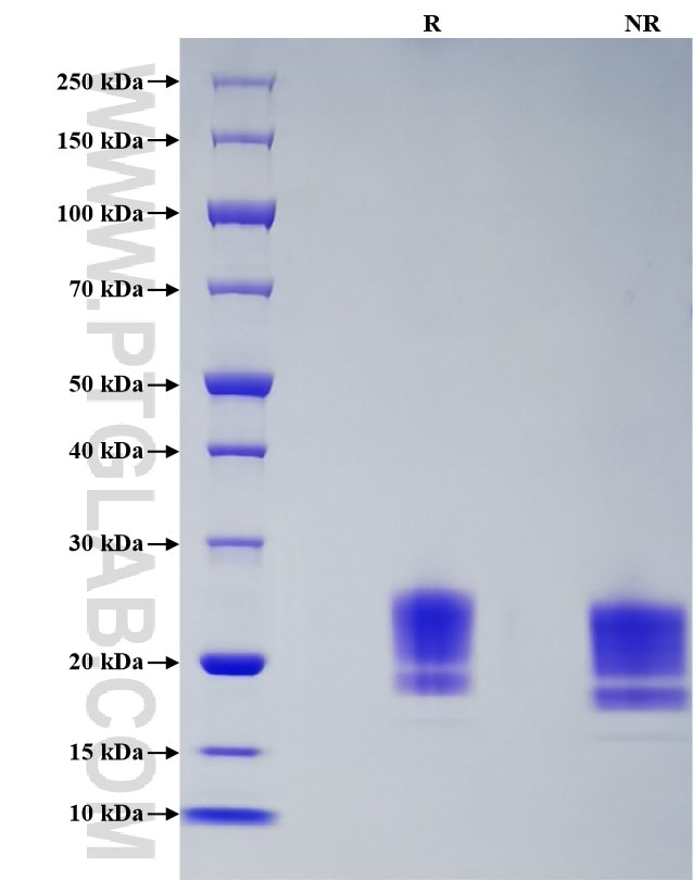 Purity of Recombinant Human OX40L was determined by SDS-PAGE. The protein was resolved in an SDS-PAGE in reducing (R) and non-reducing (NR) conditions and stained using Coomassie blue.