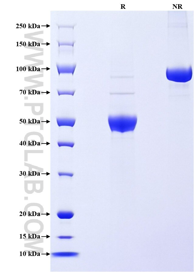 Purity of Recombinant Human OX40L was determined by SDS-PAGE. The protein was resolved in an SDS-PAGE in reducing (R) and non-reducing (NR) conditions and stained using Coomassie blue.