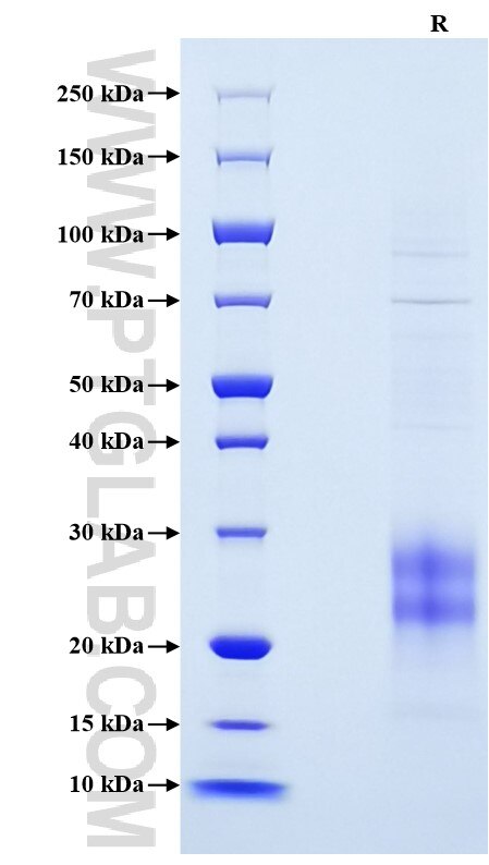 Purity of Recombinant Mouse IL-17A was determined by SDS-PAGE. The protein was resolved in an SDS-PAGE in reducing (R) conditions and stained using Coomassie blue.