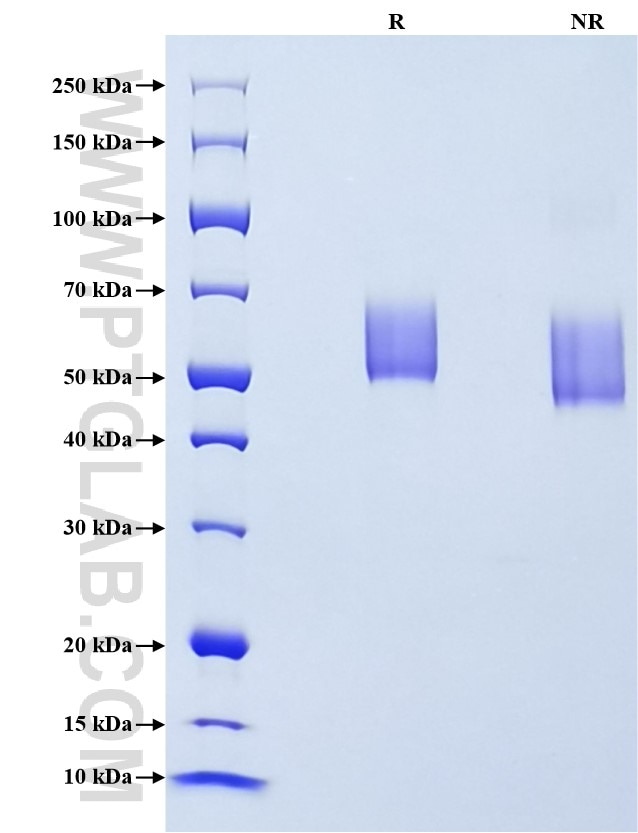 Purity of Recombinant Human SIRP alpha was determined by SDS-PAGE. The protein was resolved in an SDS-PAGE in reducing (R) and non-reducing (NR) conditions and stained using Coomassie blue.