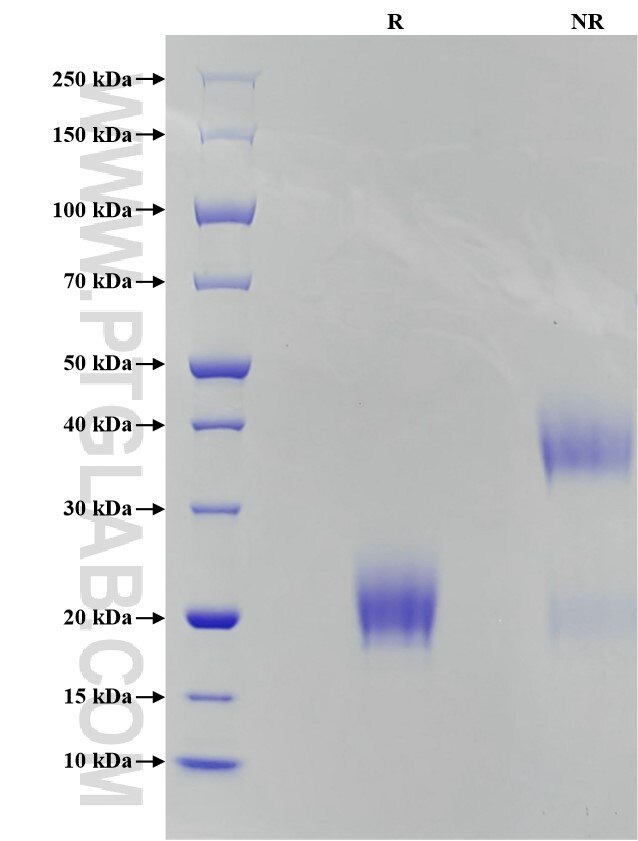 Purity of Recombinant Mouse CTLA-4 was determined by SDS-PAGE. The protein was resolved in an SDS-PAGE in reducing (R) and non-reducing (NR) conditions and stained using Coomassie blue.