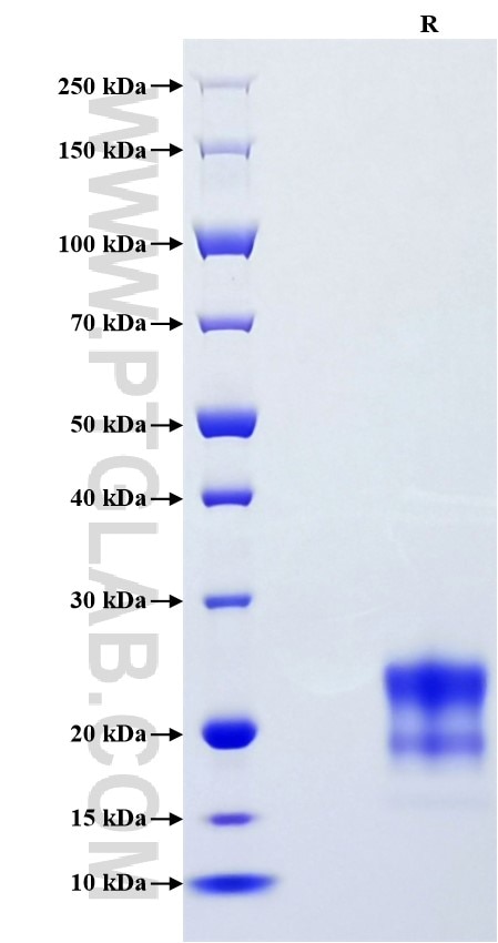 Purity of Recombinant Human PGF was determined by SDS-PAGE. The protein was resolved in an SDS-PAGE in reducing (R) conditions and stained using Coomassie blue.