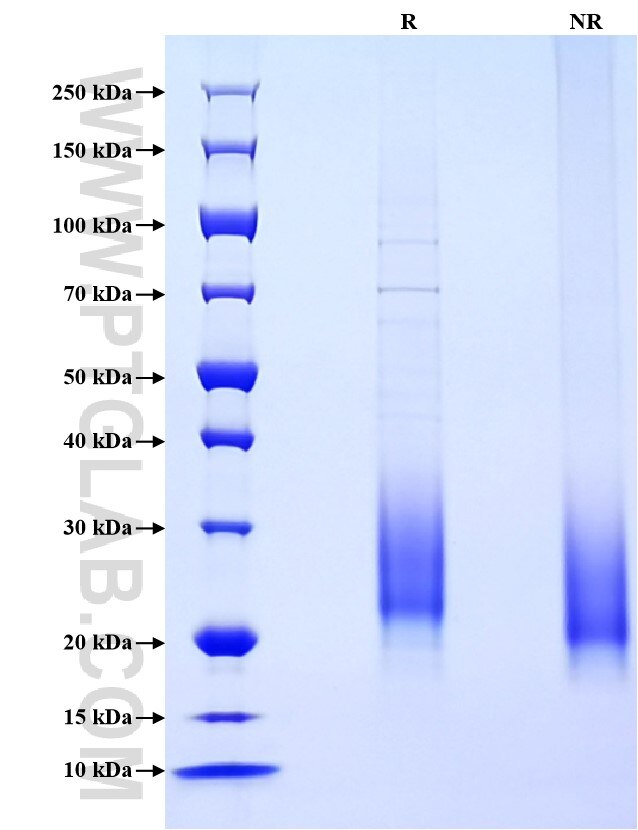 Purity of Recombinant Mouse IL-3 was determined by SDS-PAGE. The protein was resolved in an SDS-PAGE in reducing (R) and non-reducing (NR) conditions and stained using Coomassie blue.