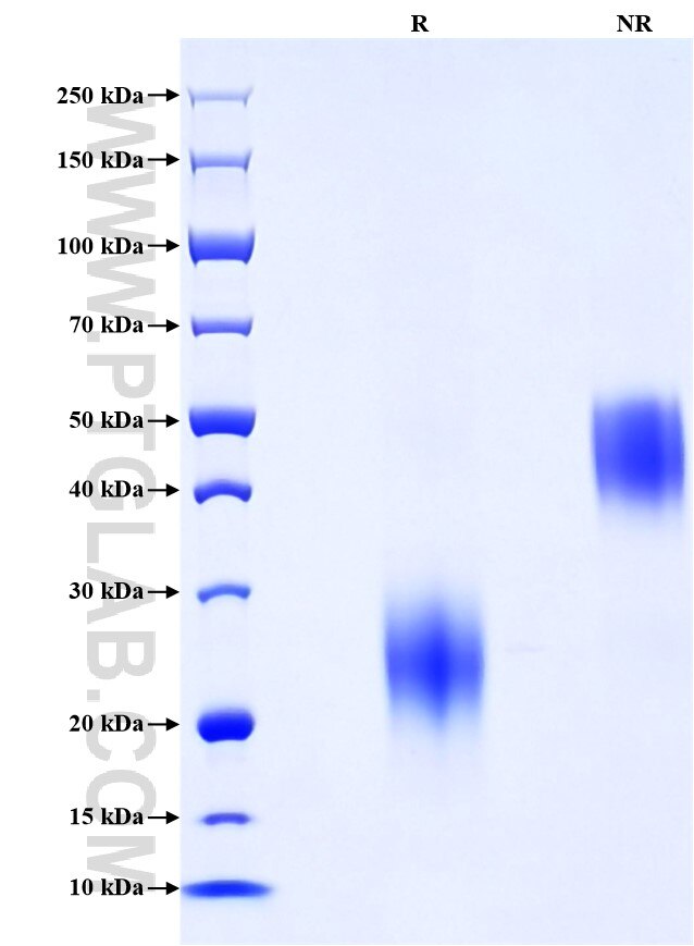Purity of Recombinant Mouse PLGF was determined by SDS-PAGE. The protein was resolved in an SDS-PAGE in reducing (R) and non-reducing (NR) conditions and stained using Coomassie blue. Purity of Recombinant Mouse PLGF was determined by SDS-PAGE. The protein was resolved in an SDS-PAGE in reducing (R) and non-reducing (NR) conditions and stained using Coomassie blue.